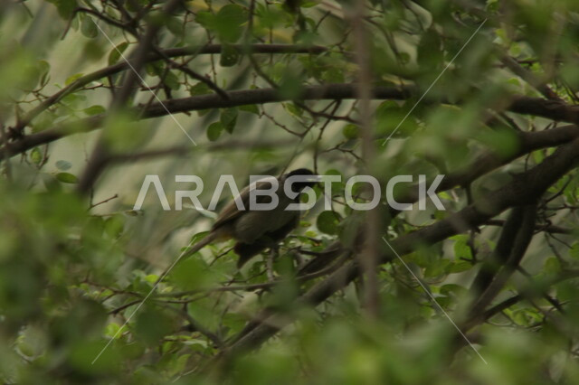 طائر صغير يقف فوق أغصان الأشجار، محمية طبيعية، تربية الطيور، الاشجار والنباتات، طائر صغير، خلفية الطبيعة