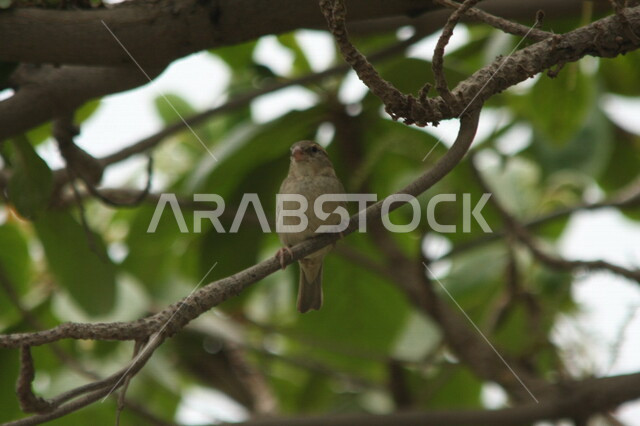 طائر صغير يقف فوق أغصان الأشجار، محمية طبيعية، تربية الطيور، الاشجار والنباتات، طائر صغير، خلفية الطبيعة