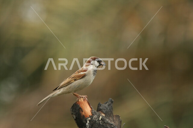 طائر صغير يقف فوق أغصان الأشجار، محمية طبيعية، تربية الطيور، الاشجار والنباتات، طائر صغير، خلفية الطبيعة