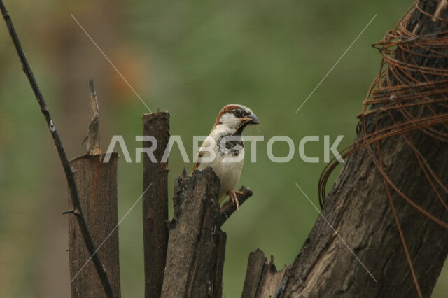little bird standing on tree branches nature reserve bird breeding trees and plants little bird nature background