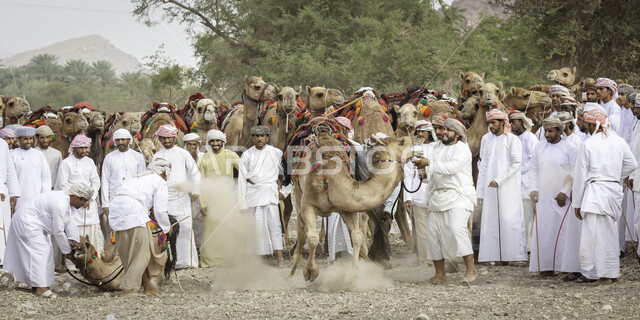 مجموعة من الرجال العرب الخليجيين العمانيين يقومون بتجهيز الجمال لسباق الهجن، الاتحاد العماني للهجن، رياضة سباق الهجن في سلطنة عمان، ميدان سباق الهجن، مهرجان الهجن العماني