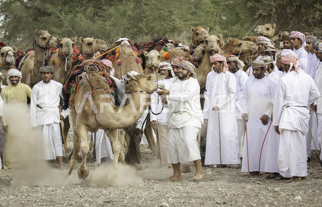 مجموعة من الرجال العرب الخليجيين العمانيين يقومون بتجهيز الجمال لسباق الهجن، الاتحاد العماني للهجن، رياضة سباق الهجن في سلطنة عمان، ميدان سباق الهجن، مهرجان الهجن العماني