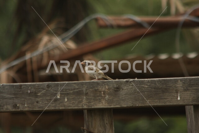 عصفور صغير الحجم يقف فوق لوح خشبي في محمية طبيعية، طيور برية، الحياة البرية، تربية الطيور، محمية طبيعية، خلفية الطبيعة