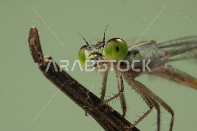 صورة مقربة لحشرة اليعسوب على ورقة الاشجار، حشرات صغيرة، حشرات ذات اجنحة، عيون حشرة اليعسوب، خلفية ملونة