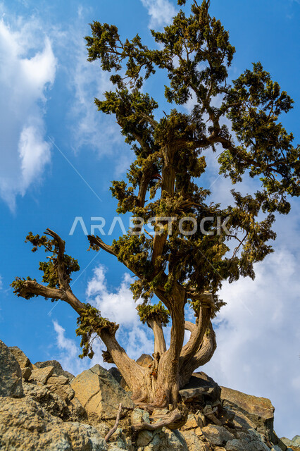 صورة جمالية لشجره خضراء على جبل دكا في مدينة الطائف بالمملكة العربية السعودية ، أماكن سياحية بالسعودية ، المرتفعات الجبلية ، مناظر طبيعية جبلية جميلة تقع في مدينة الطائف بالسعودية ، جبال الطائف