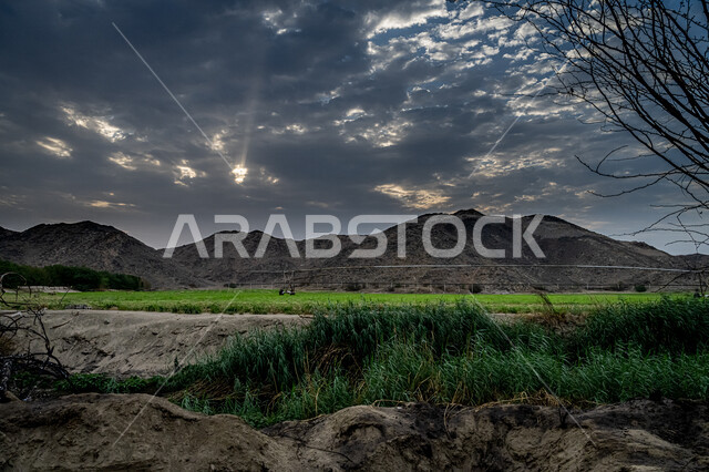  منظر جمالي للحقول والأراضي الزراعيه في المملكه العربيه السعوديه, النباتات الخضراء والأراضي الزراعية الخضراء ، أشجار ومحاصيل زراعية في السعودية، الطبيعة في السعودية