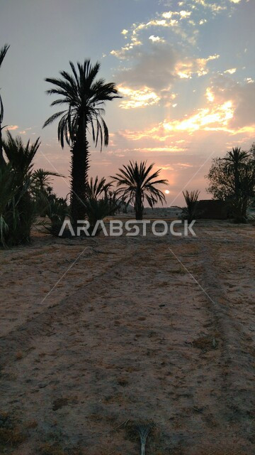 Palm trees in a nature reserve in the Kingdom of Saudi Arabia during sunset, planting palm trees, scenic beauty of nature, nature reserve, nature background