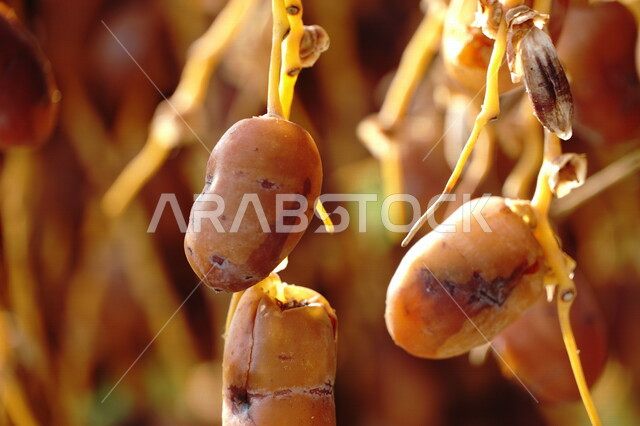 صورة مقربة لفاكهة البلح الأصفر، ثمار اشجار النخيل، قطوف البلح، محميه طبيعيه لزراعة اشجار النخيل، مزارع إنتاج التمور، موسم حصاد التمور