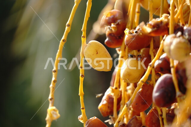 صورة مقربة لفاكهة البلح الأصفر، ثمار اشجار النخيل، قطوف البلح، محميه طبيعيه لزراعة اشجار النخيل، مزارع إنتاج التمور، موسم حصاد التمور