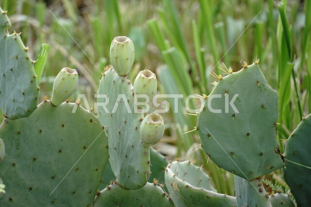 Close-up of delicious prickly pear fruit on aloe vera tree, aloe vera, delicious summer fruit, green prickly pear leaf, nutritious and useful fruit, aloe vera tree, aloe vera, summer fruit