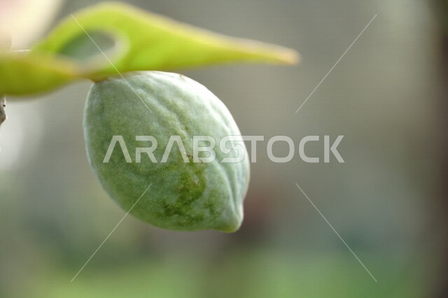 صورة مقربة لحبة اللوز المعلقة على الاشجار، مزارع اشجار اللوز، الأشجار الخضراء والنباتات، ثمرة اللوز، موسم حصاد اللوز، خلفية الطبيعة