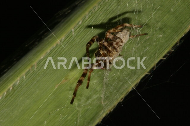 صورة مقربة لحشرة العنكبوت فوق اوراق الاشجار، خيوط العنكبوت، بيت العنكبوت، شباك العنكبوت الحريرية، نسيج العنكبوت، خلفية سوداء