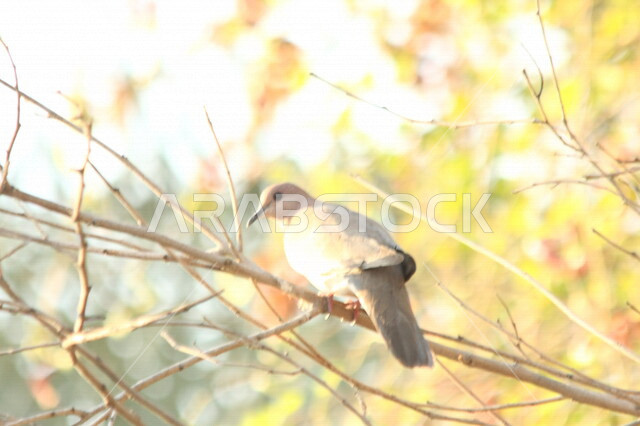 Pigeon standing on tree branches in a nature reserve, pigeons, nature reserve, pigeon breeding farms, wildlife