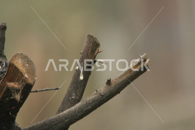 اغصان الاشجار في أحد مزارع المملكة العربية السعودية، أراضي زراعية، جمال الطبيعة في السعودية، اغصان الأشجار، خلفية الطبيعة