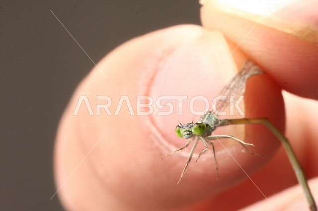 صورة مقربة ليد رجل يمسك بحشرة اليعسوب، حشرات صغيرة، حشرات ذات اجنحة، عالم الحشرات الطائرة