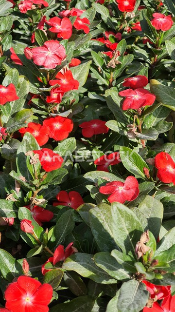 وردة عطرية جميلة متفتحة، زراعة الأزهار والورود، ورود حمراء اللون، نباتات الزينة، ورود عطرية متفتحة، مناظر طبيعية، خلفية الطبيعة