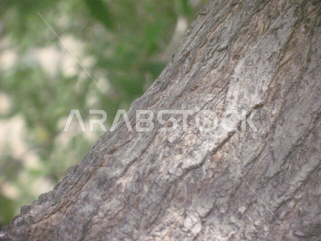 صورة مقربة لجذع شجرة كبير، الاشجار والنباتات، مناظر طبيعية، خلفية الطبيعة