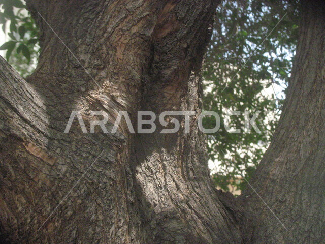 صورة مقربة لجذع شجرة كبير، الاشجار والنباتات، مناظر طبيعية، خلفية الطبيعة