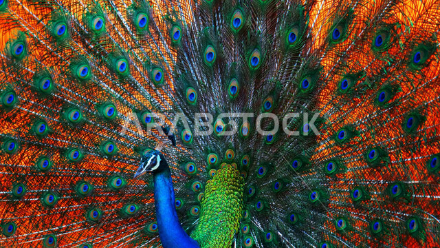 طائر الطاووس متعددد الألوان ينشر ريشه الرائع والجذاب، طائر الطاووس الجميل، تربية الطيور الاليفة، خلفية ملونة