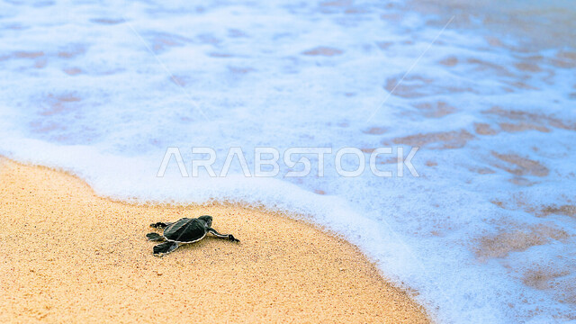 سلحفاة سوداء اللون تزحف نحو البحر، جمال شاطيء البحر، امواج البحر، مناظر طبيعية خلابة، سلفحاة سوداء، حيوانات زاحفة، خلفية شاطئ البحر