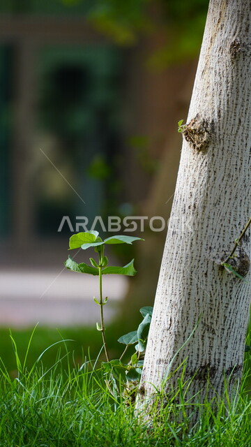 صورة مقربة لجذع شجرة، الاشجار والنباتات الخضراء، جمال الطبيعة الخلابة، خلفية الطبيعة