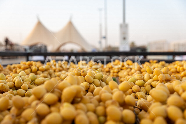 Close-up of dates loaded on a truck, yellow dates from the palms of Saudi Arabia, palm harvesting in the kingdom's farms, luxurious royal dates