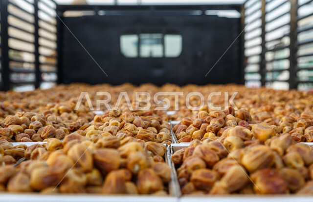 صورة مقربة للتمور المحملة على شاحنة نقل، بلح اصفر من نخيل المملكة العربية السعودية، حصاد النخيل في مزارع المملكة، بلح ملكي فاخر