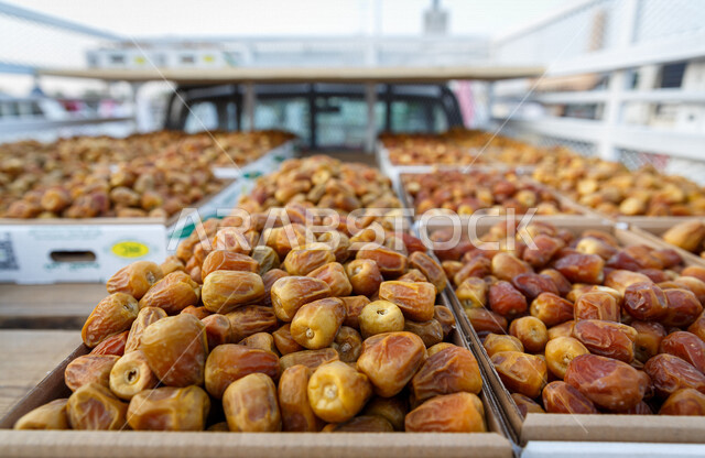 صورة مقربة للتمور المحملة على شاحنة نقل، بلح اصفر من نخيل المملكة العربية السعودية، حصاد النخيل في مزارع المملكة، بلح ملكي فاخر