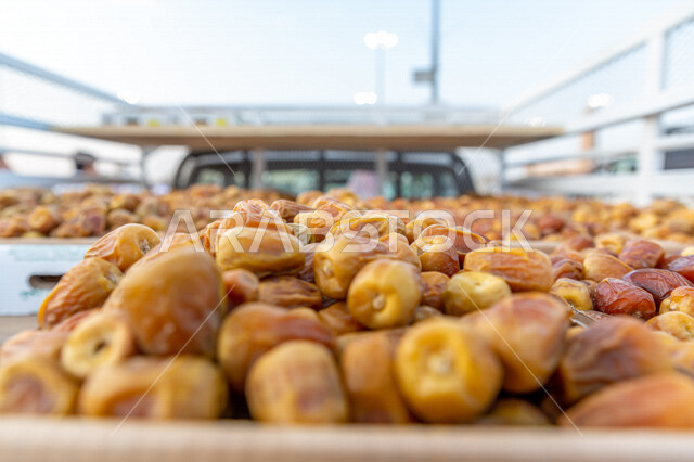 صورة مقربة للتمور المحملة على شاحنة نقل، بلح اصفر من نخيل المملكة العربية السعودية، حصاد النخيل في مزارع المملكة، بلح ملكي فاخر