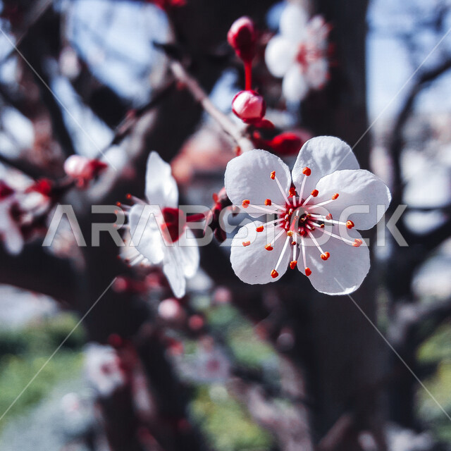Close-up of a blooming white flower, spring flowers, green nature in Saudi Arabia, flowers and plants, a picture of beautiful blooming flowers