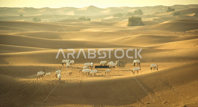   قطيع من غزلان المها في وسط الصحراء, المناطق الصحراوية ، الكثبان الرملية ، اماكن سياحية ، الطبيعة الصحراوية ، صحراء شبه الجزيرة العربية ، الرمال الذهبية ، البيئة الصحراوية ، تلال رملية