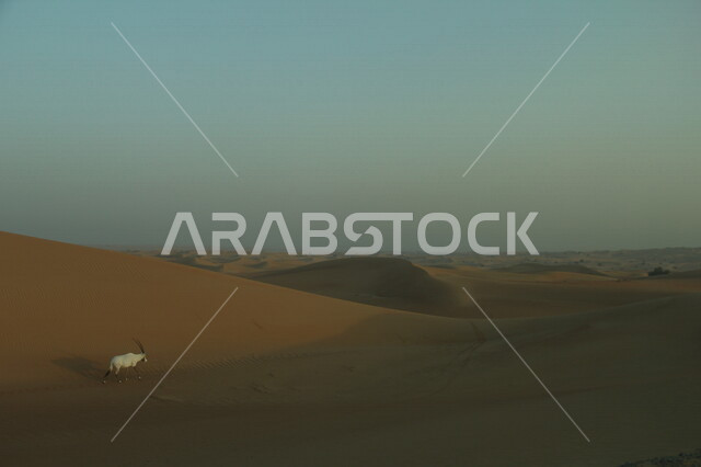  غزال المها في وسط الصحراء, المناطق الصحراوية ، الكثبان الرملية ، اماكن سياحية ، الطبيعة الصحراوية ، صحراء شبه الجزيرة العربية ، الرمال الذهبية ، البيئة الصحراوية ، تلال رملية