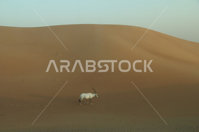  غزال المها في وسط الصحراء, المناطق الصحراوية ، الكثبان الرملية ، اماكن سياحية ، الطبيعة الصحراوية ، صحراء شبه الجزيرة العربية ، الرمال الذهبية ، البيئة الصحراوية ، تلال رملية