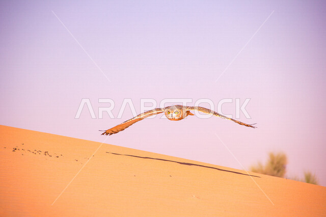 طائر البومة في المناطق الصحراوية ، حدة البصر ، البومة الصحراوية ، البومة النسارية الصحراوية ، الطيور الجارحة ، الطبيعة الصحراوية ، الحياة البرية