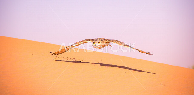 طائر البومة في المناطق الصحراوية ، حدة البصر ، البومة الصحراوية ، البومة النسارية الصحراوية ، الطيور الجارحة ، الطبيعة الصحراوية ، الحياة البرية