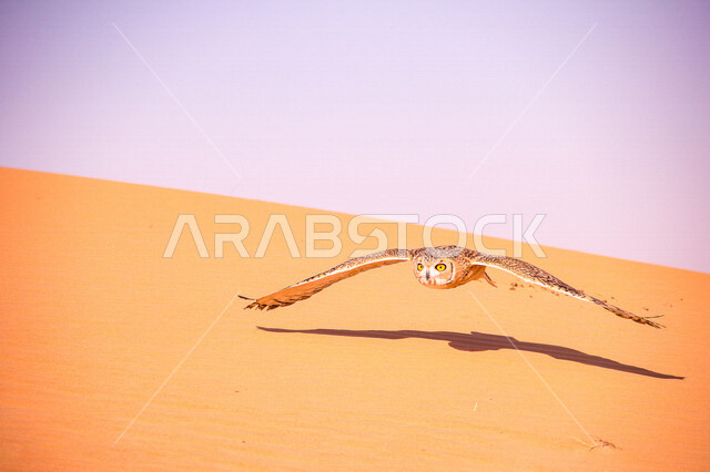 طائر البومة في المناطق الصحراوية ، حدة البصر ، البومة الصحراوية ، البومة النسارية الصحراوية ، الطيور الجارحة ، الطبيعة الصحراوية ، الحياة البرية