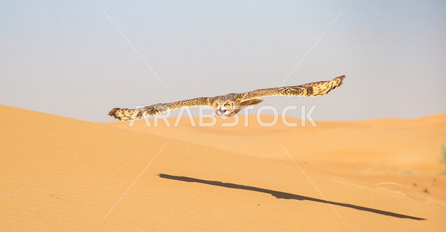 طائر البومة في المناطق الصحراوية ، حدة البصر ، البومة الصحراوية ، البومة النسارية الصحراوية ، الطيور الجارحة ، الطبيعة الصحراوية ، الحياة البرية