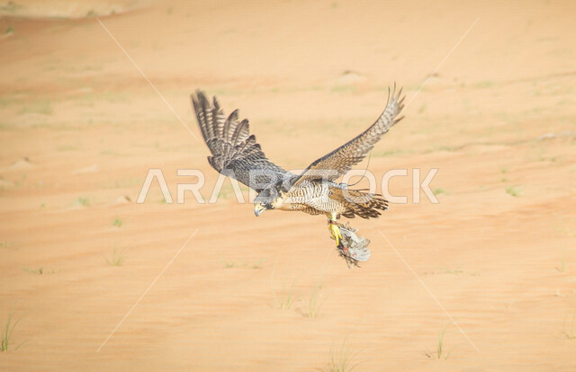 طائر الصقر في المناطق الصحراوية ، حدة البصر ، الصقر الصحراوي ، الطيور الجارحة ، الطبيعة الصحراوية ، الحياة البرية