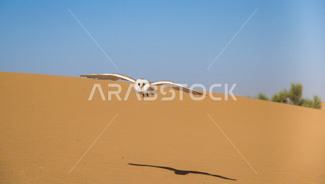 White owl bird in desert areas, visual acuity, desert owl, white owl, birds of prey, desert nature, wildlife