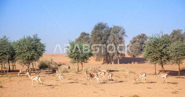  مجموعه من الغزلان في الطبيعة البرية في السعودية ، الطبيعه الصحراويه, محمية لتربية الحيوانات ، تربية الحيوانات البرية في المملكة العربية السعودية 