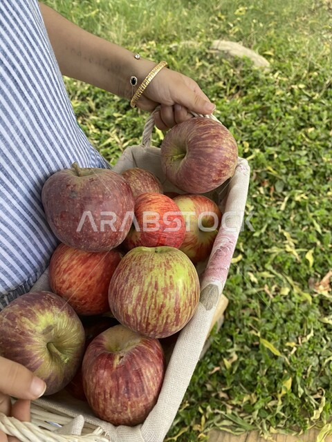 Close-up of a girl's hand holding a plastic box of apple fruit Fresh fruit healthy breakfast healthy diet delicious and healthy apple fruit apple harvest season