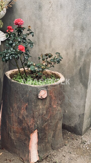 flowering tree planted inside a large tree trunk flowers red roses scenic trees green plants nature background