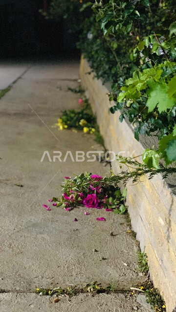 الاشجار والنباتات الخضراء، تساقط الاشجار والورود على الارض، مناظر طبيعية، اوراق الاشجار الخضراء