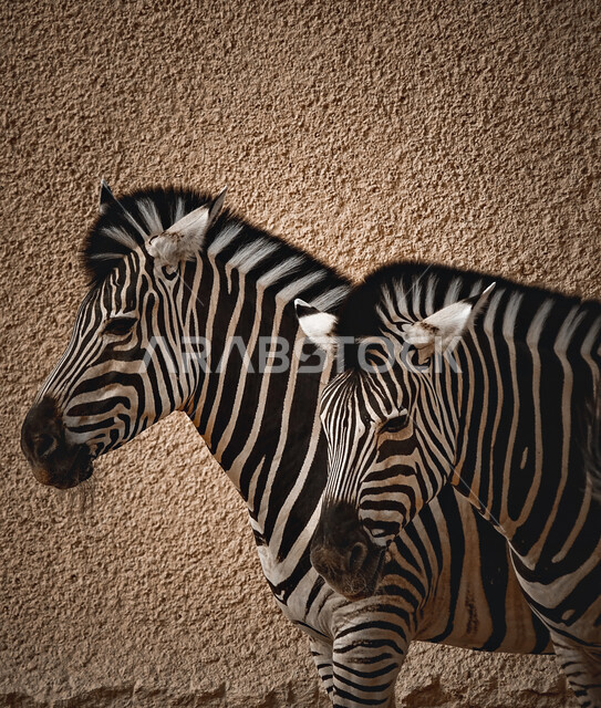 حيوان الحمار الوحشي في محمية طبيعية، خطوط بيضاء وسوداء، حيوان بري، حديقة حيوانات، محمية طبيعية