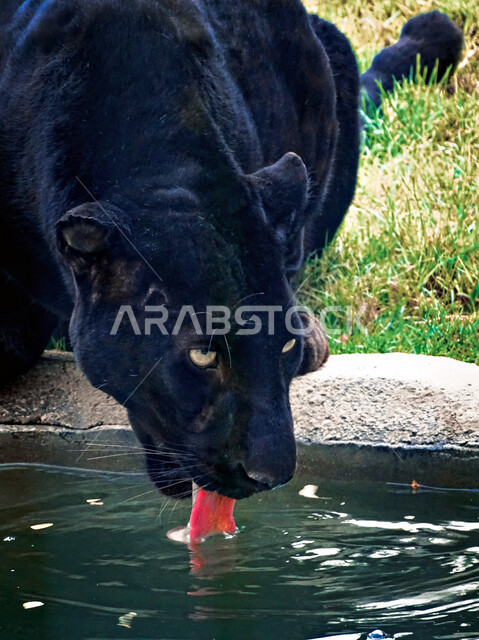 صورة مقربة لحيوان النمر الاسود، بركة ماء، نمر اسود يشرب الماء، حديقة الحيوانات، خلفية النمر الاسود