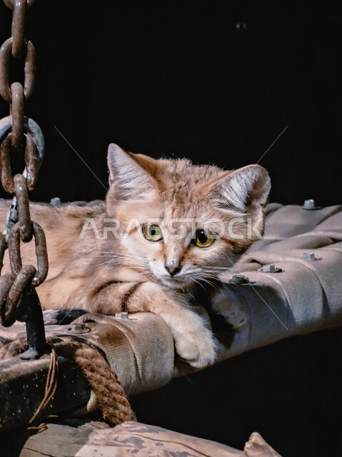 صورة مقربة لقط جميل مستلقي، حيوانات منزلية، تربية القطط، حيوانات اليفة، خلفية سوداء