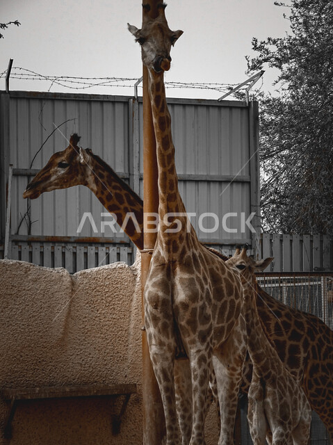 حيوان الزرافة في محمية طبيعية، حيوانات برية، رقبة طويلة، حيوان ثديي أليف