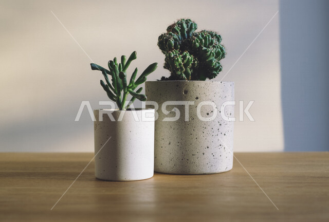 أحواض نباتات منزليه على الطاوله, تحف شجيرات صغيره, ديكورات وزينه, نبات الصبار, ديكور منزلي, إكسسوارات