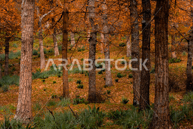 الاشجار والنباتات في الغابة، جذوع الاشجار، اوراق الاشجار الصفراء، اشجار ونباتات خضراء، جمال الطبيعة الخلابة في فصل الخريف، خلفية الطبيعة