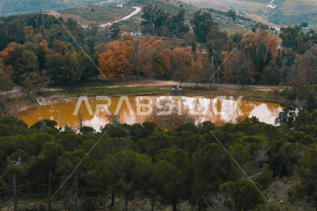 البحيرة البنية وسط الاشجار والنباتات في الغابة، جذوع الاشجار، اوراق الاشجار الصفراء، اشجار ونباتات خضراء، جمال الطبيعة الخلابة في فصل الخريف، خلفية الطبيعة